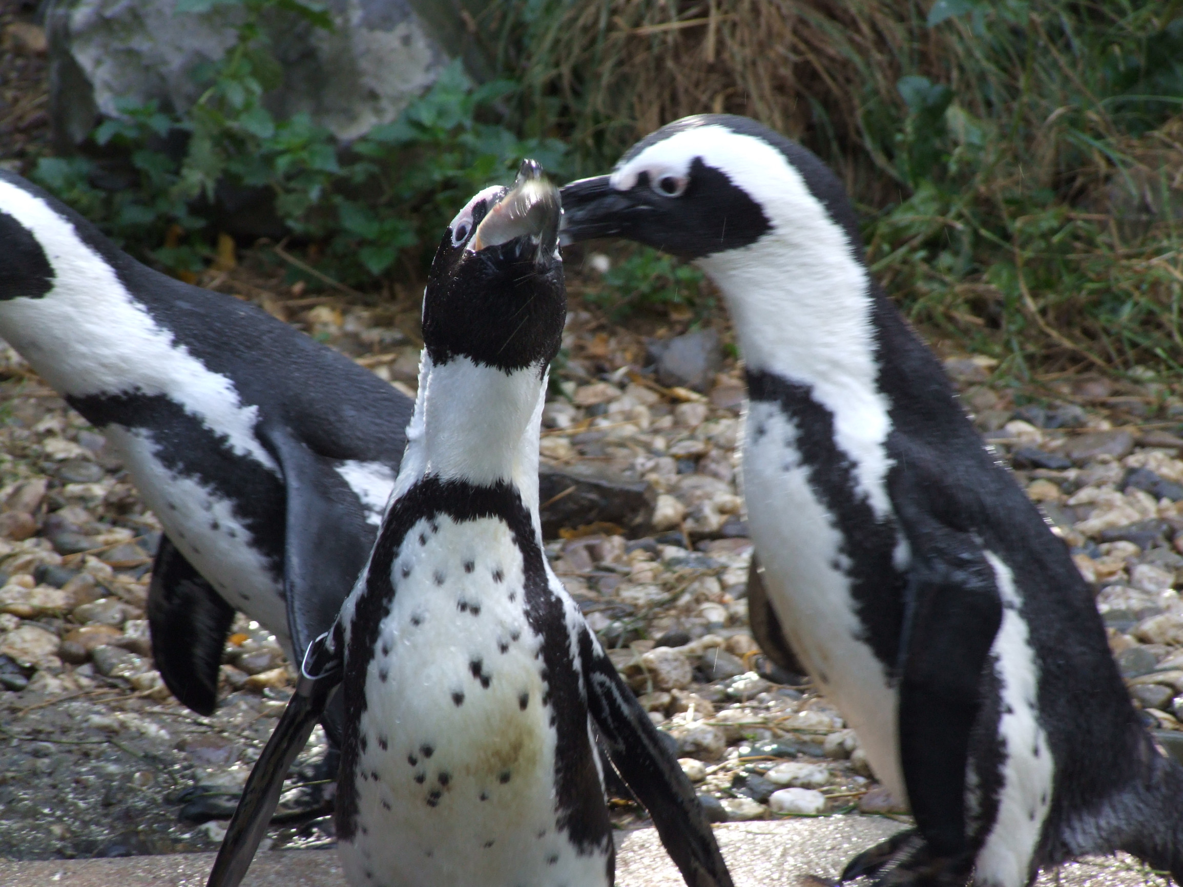 Dierenpark Burgers Zoo | Duikfoto's en -filmpjes, Lilian Delahaije