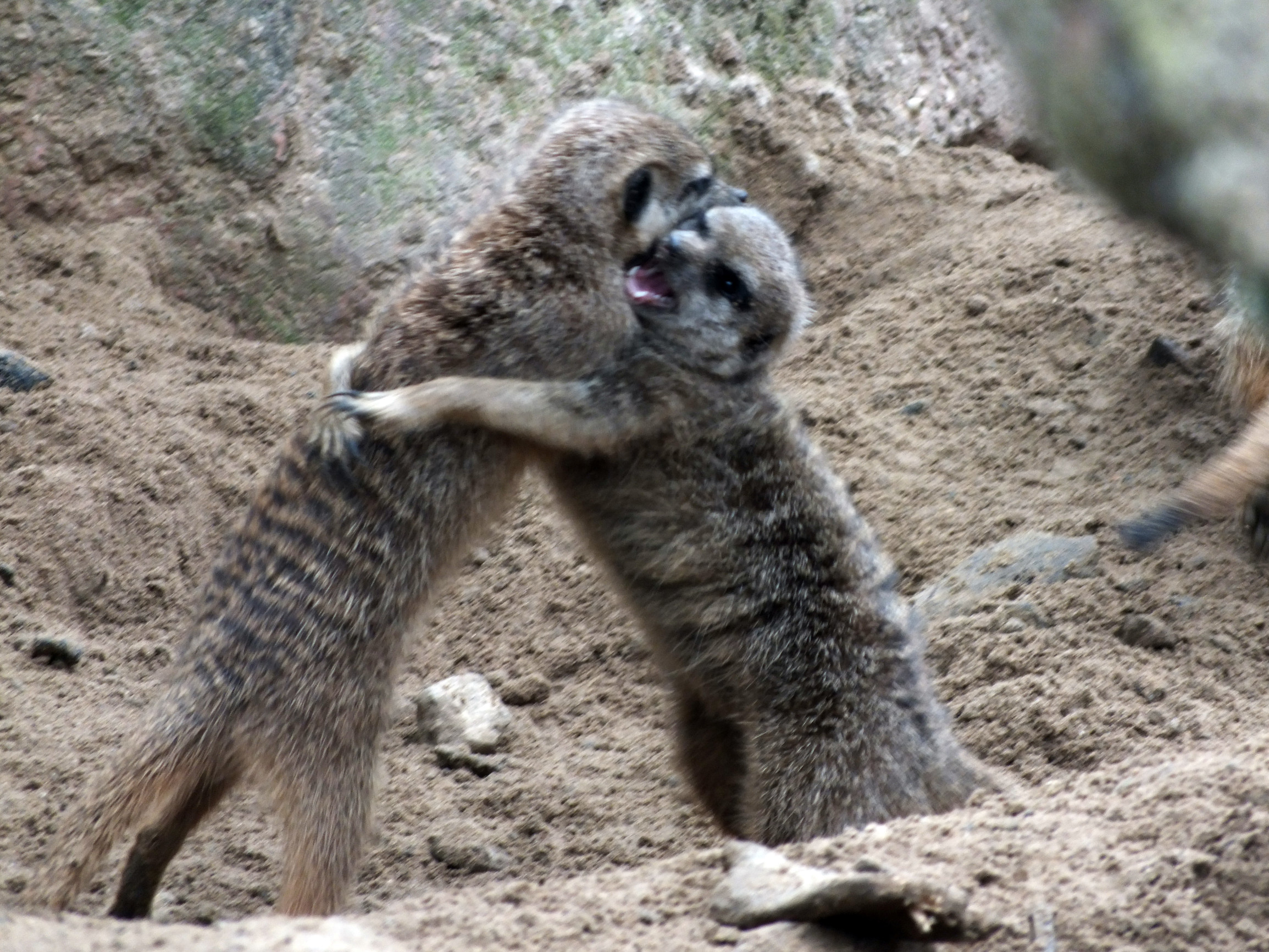 Mangoest Stokstaart Capibara Zie-Zoo | Duikfoto's en -filmpjes, Lilian ...
